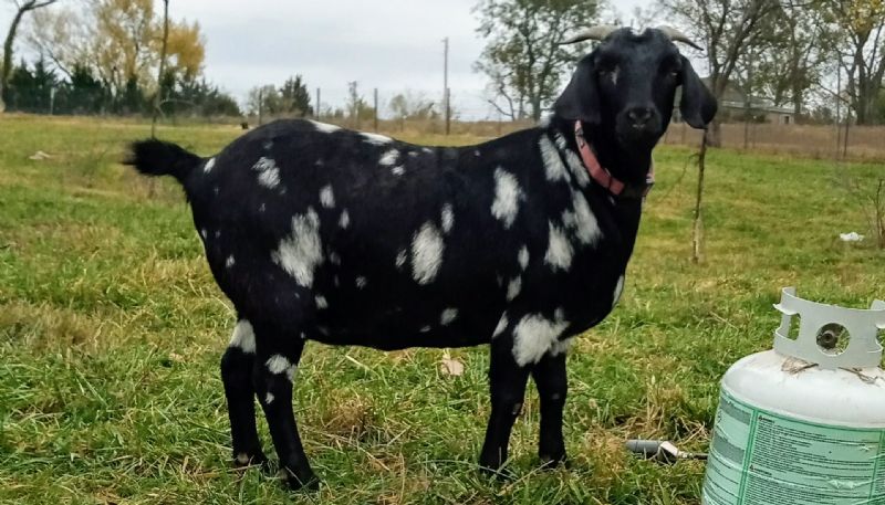 Starlight - Boer Goat Fullblood Doe