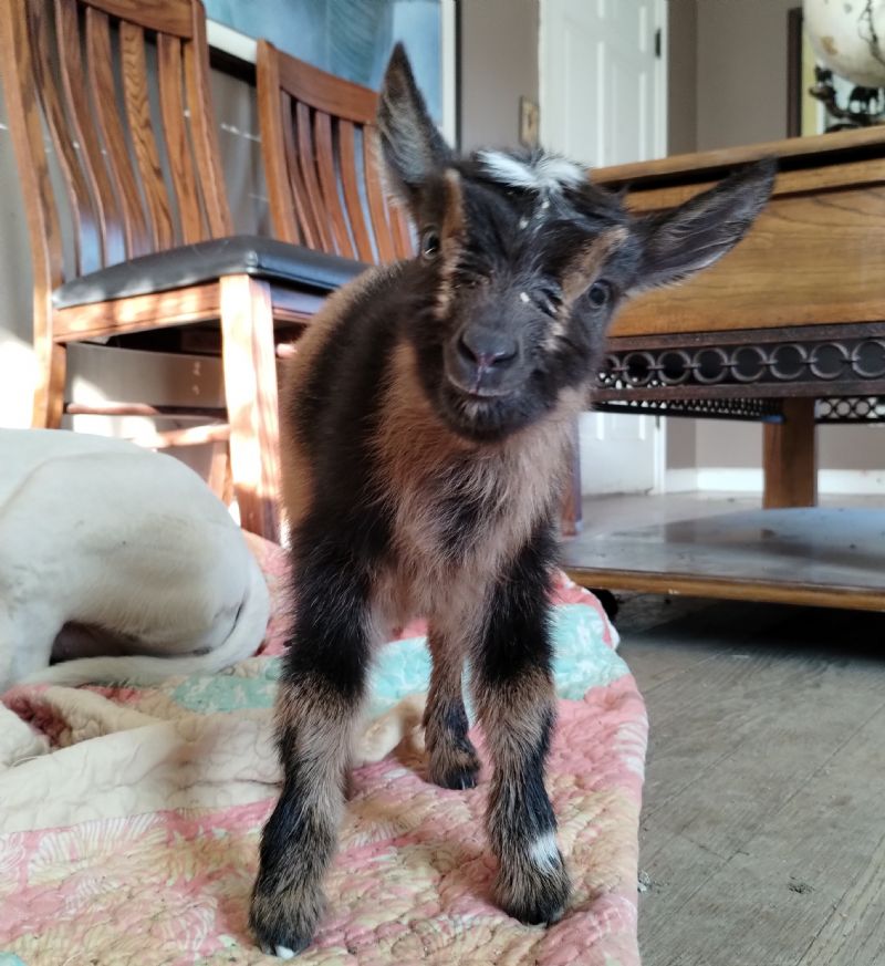 Suitor's  UF Sierra - Nigerian Dwarf Goat Doe
