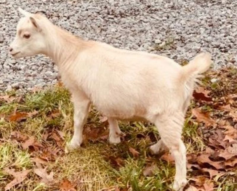 Elite* Mini Land Ranch G Iza-Beau 4*M pending - Nigerian Dwarf Goat Doe