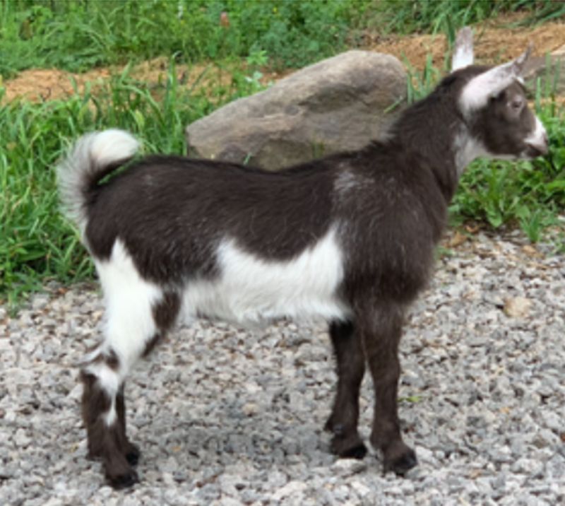 Mini Land Ranch A Wanda 8*M pending - Nigerian Dwarf Goat Doe