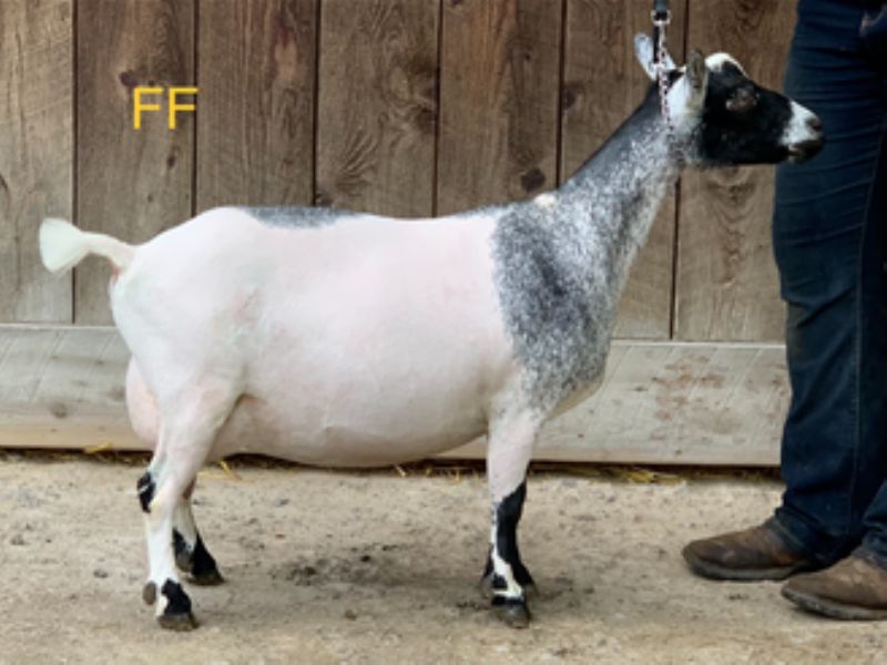 'Elite' Mini Land Ranch BK Bonnie VEEE88 4*M pending - Nigerian Dwarf Goat Doe