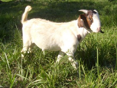 Romulus 4 months old