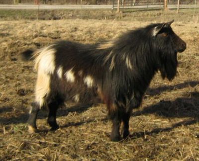 I will miss you, beautiful smart boy, you made a tremendous impact on my herd