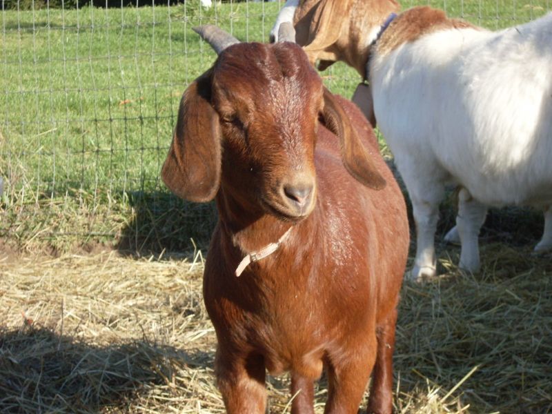 Ruby - Boer Goat Percentage Doe