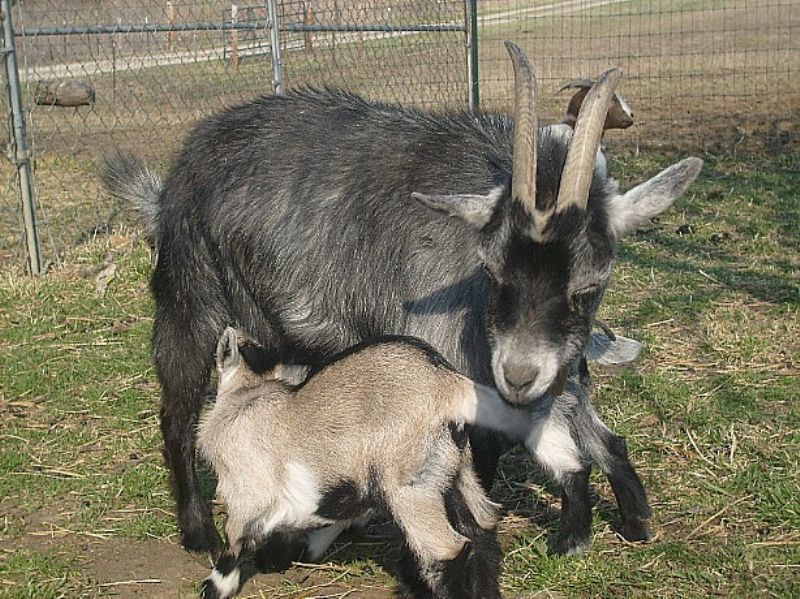Bambi - Pygmy Goat Doe