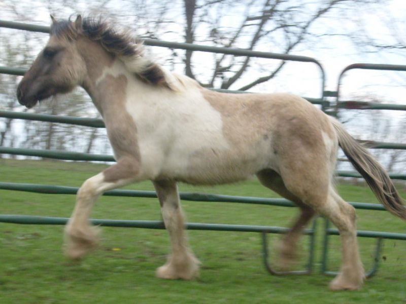 Majestic's gypsy cob colt out of my UNFEATHERED mare! Duncan is SOLD and lives in Virginia