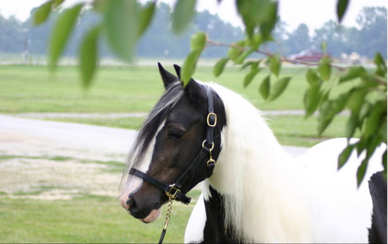 This is Emma, Majestic's mom again