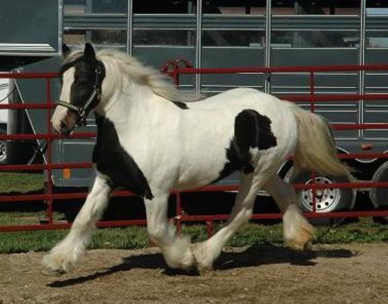 This is Majestic's Mom Oakfield Emma