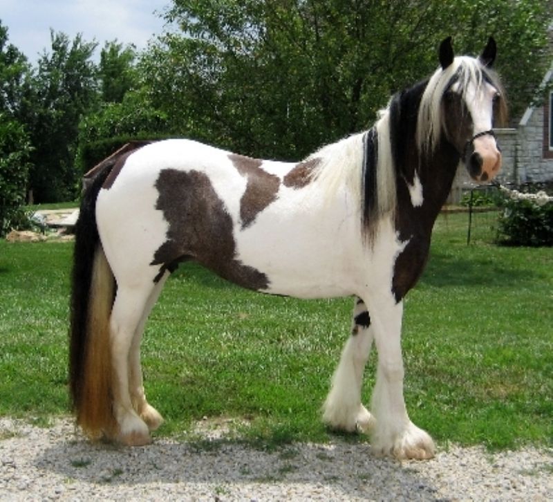 Here is Godiva, Madison's Mom
