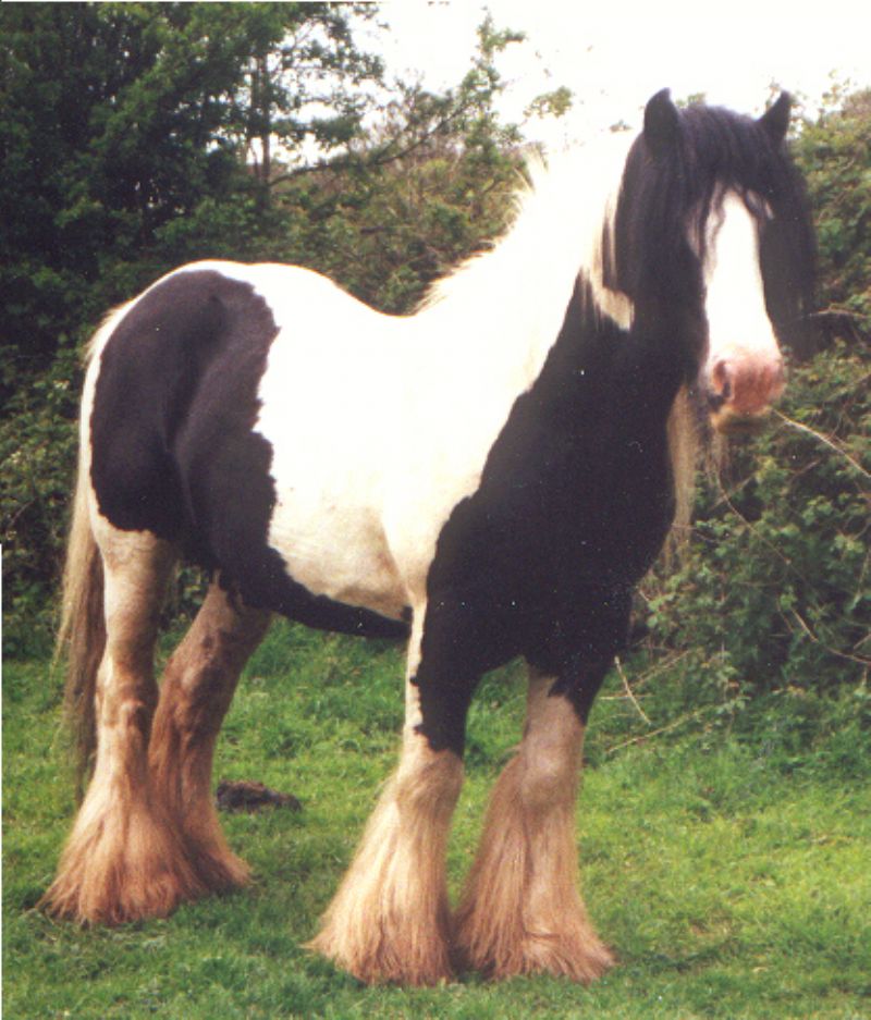 This is Majestic's Dad, The Old black Horse of Wales