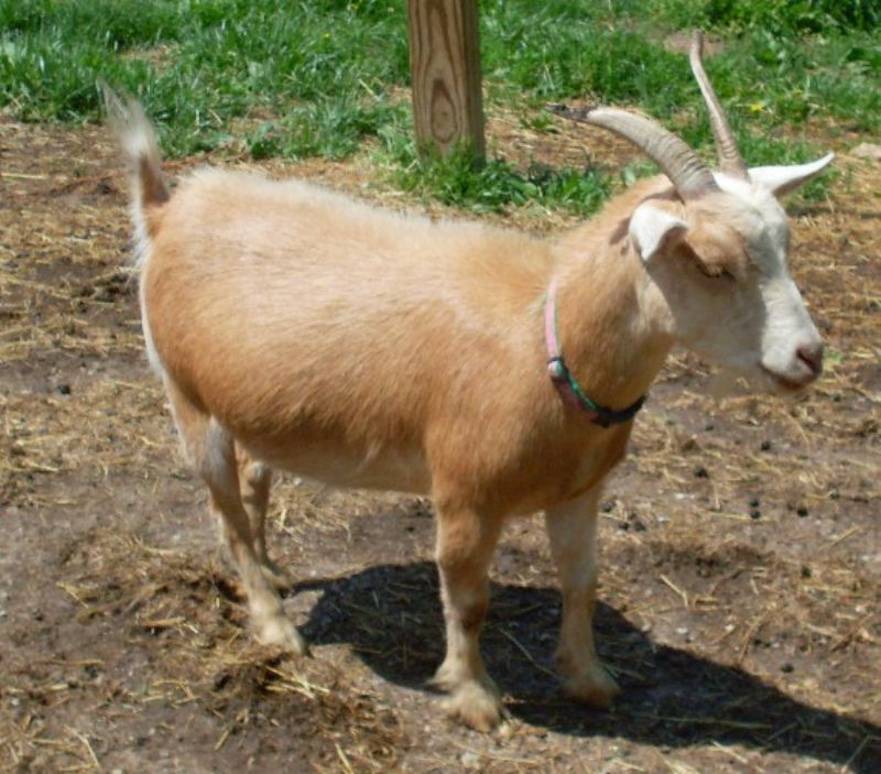 Ginger - Nigerian Dwarf Goat Doe