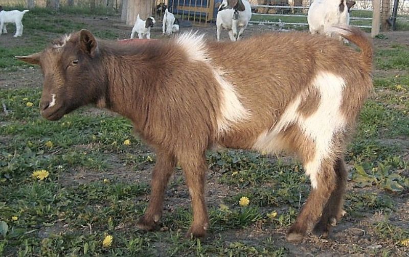 Lily - Nigerian Dwarf Goat Doe