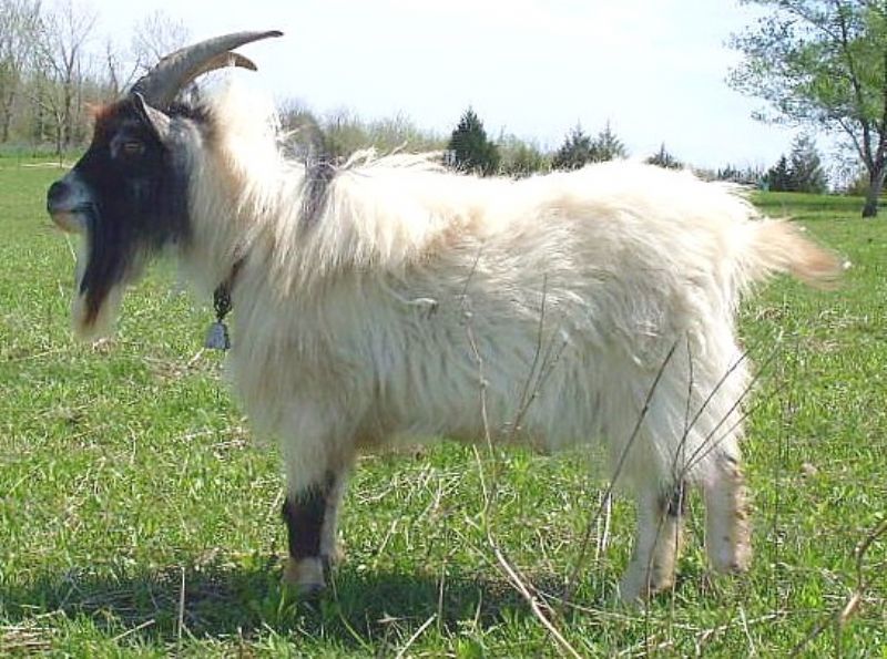 Blitzen - Pygmy Goat Buck