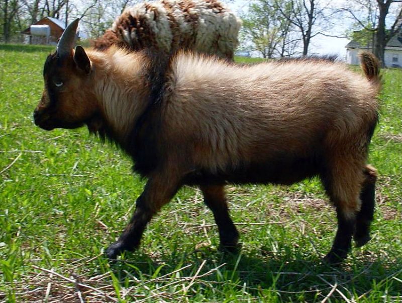 Comet - Nigerian Dwarf Goat Buck