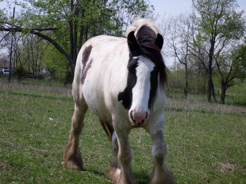Magic looks like a stuffed horse he is so cute
