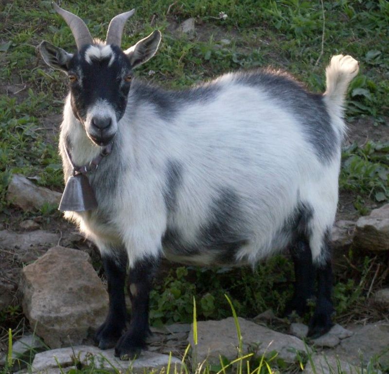 Celeste - Pygmy Goat Doe