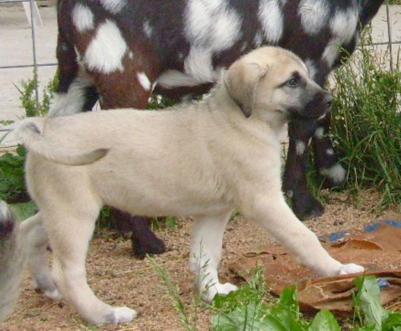 7 weeks old  'guarding '