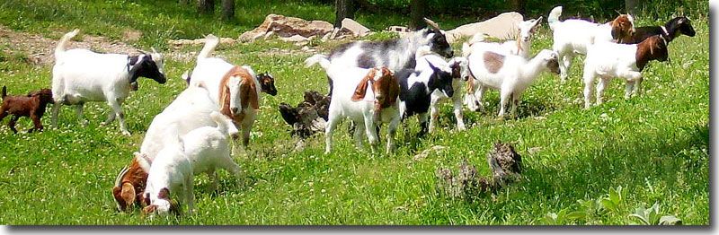 Goats are like potato chips, you can't have just one!