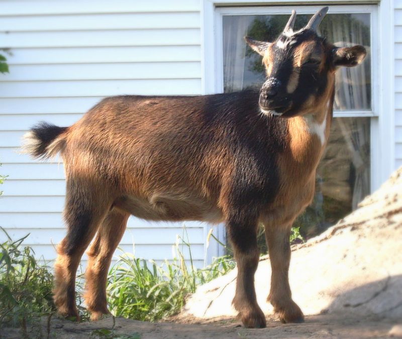 Carmella - Nigerian Dwarf Goat Doe