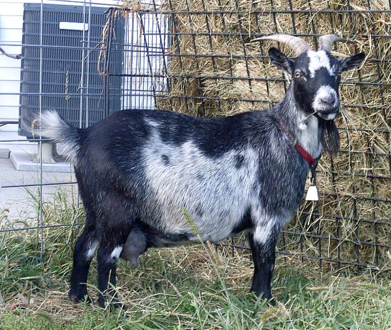 Mama - Pygmy Goat Doe