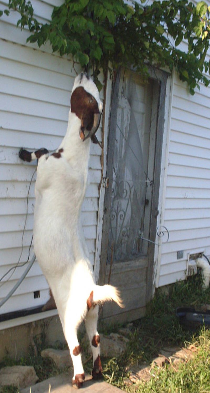 Vanessa - Boer Goat Percentage Doe