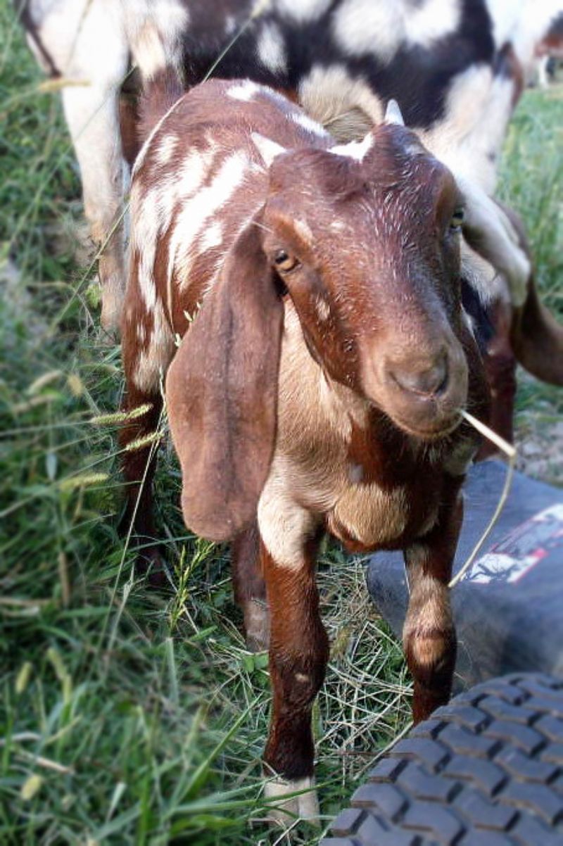 Selena - Boer Goat Percentage Doe