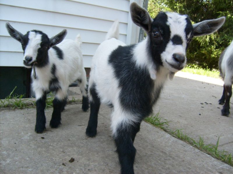2008 baby pygmy goats