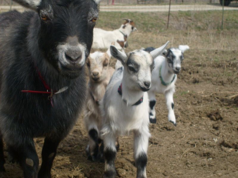Tinkerbell and kids 2009