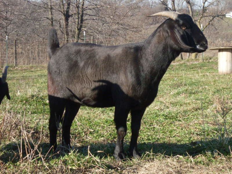 Natasha - Boer Goat Fullblood Doe