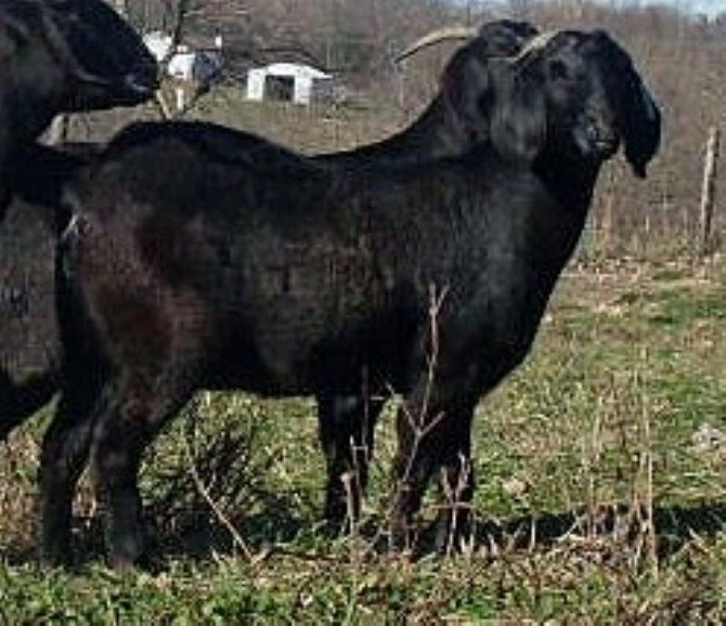 Evelyn - Boer Goat Fullblood Doe