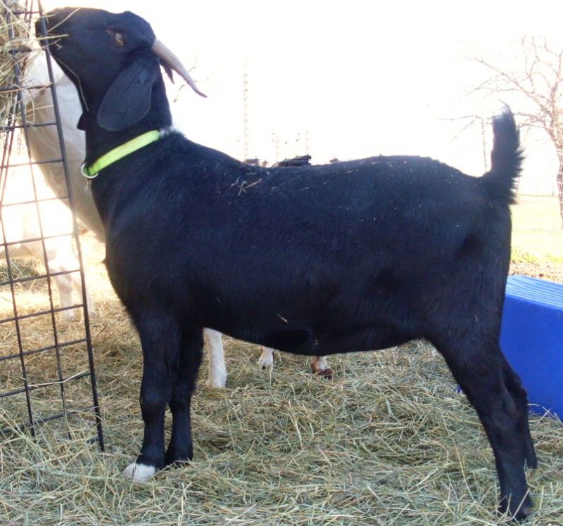 Midnight - Boer Goat Fullblood Doe