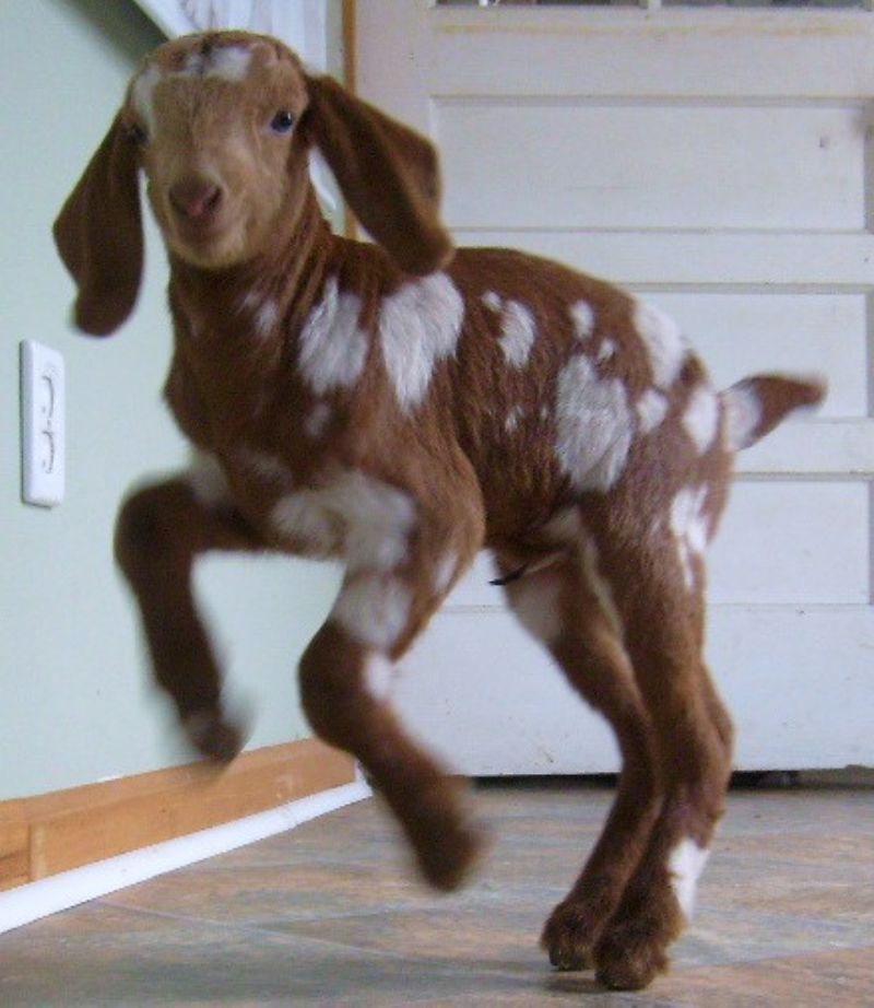 Strawberry Shortcake - Boer Goat Percentage Doe
