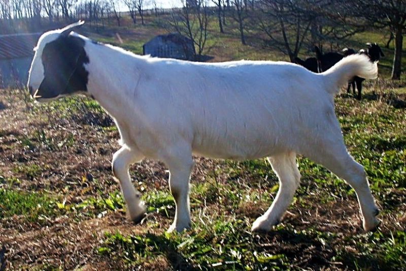 Love Bunny - Boer Goat Fullblood Doe