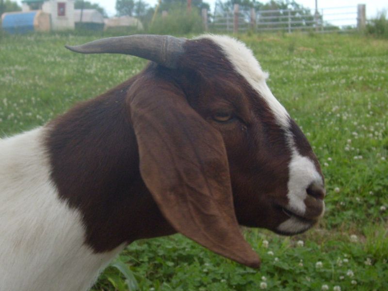 Eden - Boer Goat Percentage Doe