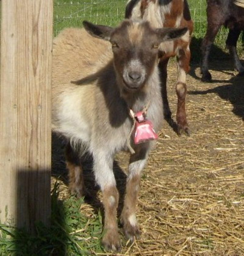 Jasmine - Nigerian Dwarf Goat Doe
