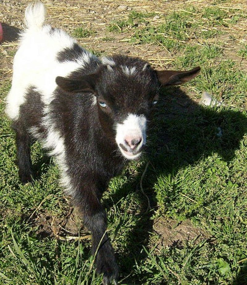 Thumbelina - Nigerian Dwarf Goat Doe