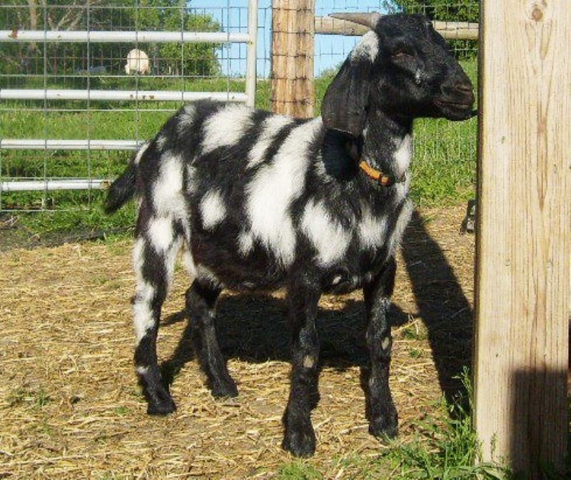 Aurora - Boer Goat Fullblood Doe