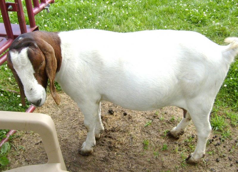 Secret - Boer Goat Fullblood Doe