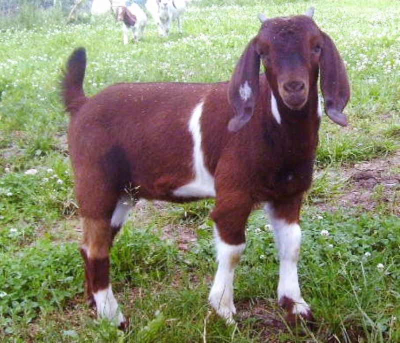 Scarlet - Boer Goat Fullblood Doe