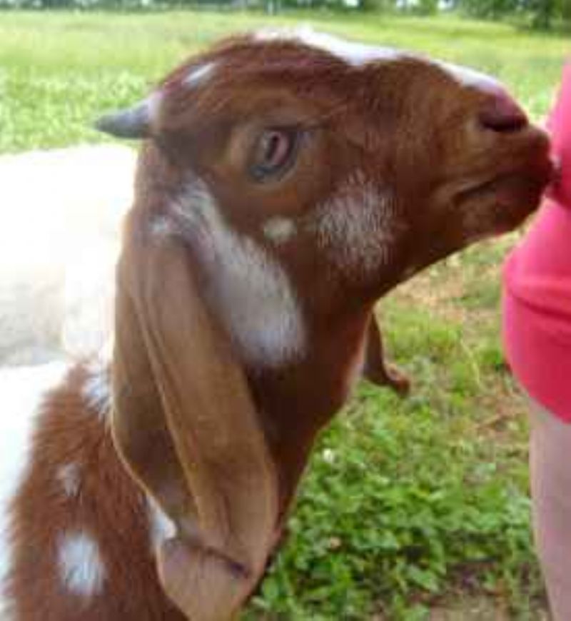 Ariel - Boer Goat Percentage Doe