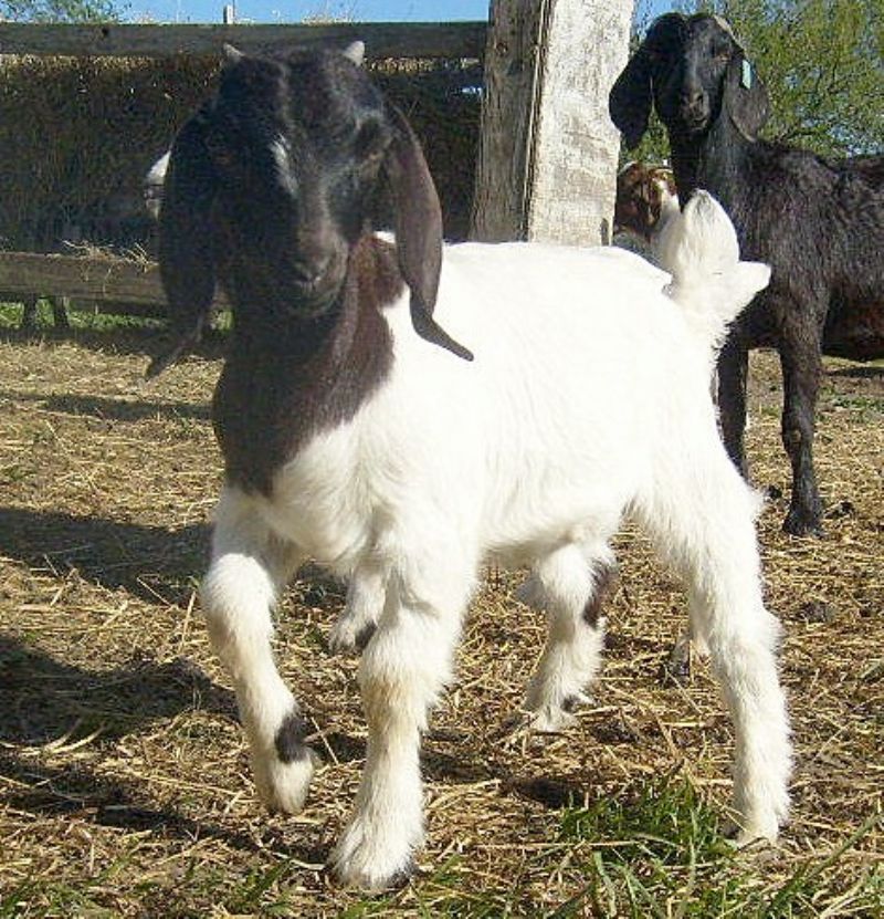 Lucy - Boer Goat Fullblood Doe