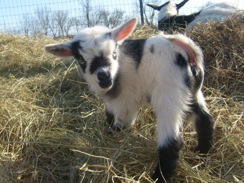 Skye - Nigerian Dwarf Goat Doe