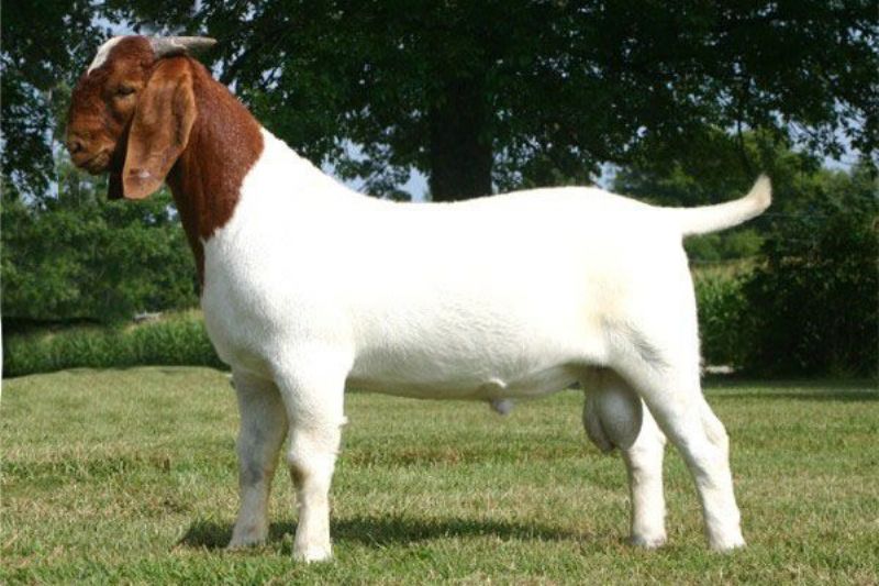 Visit Amos Todd's Route 24 Boer Goats...... just click the image!