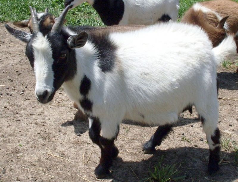 Babe - Pygmy Goat Doe