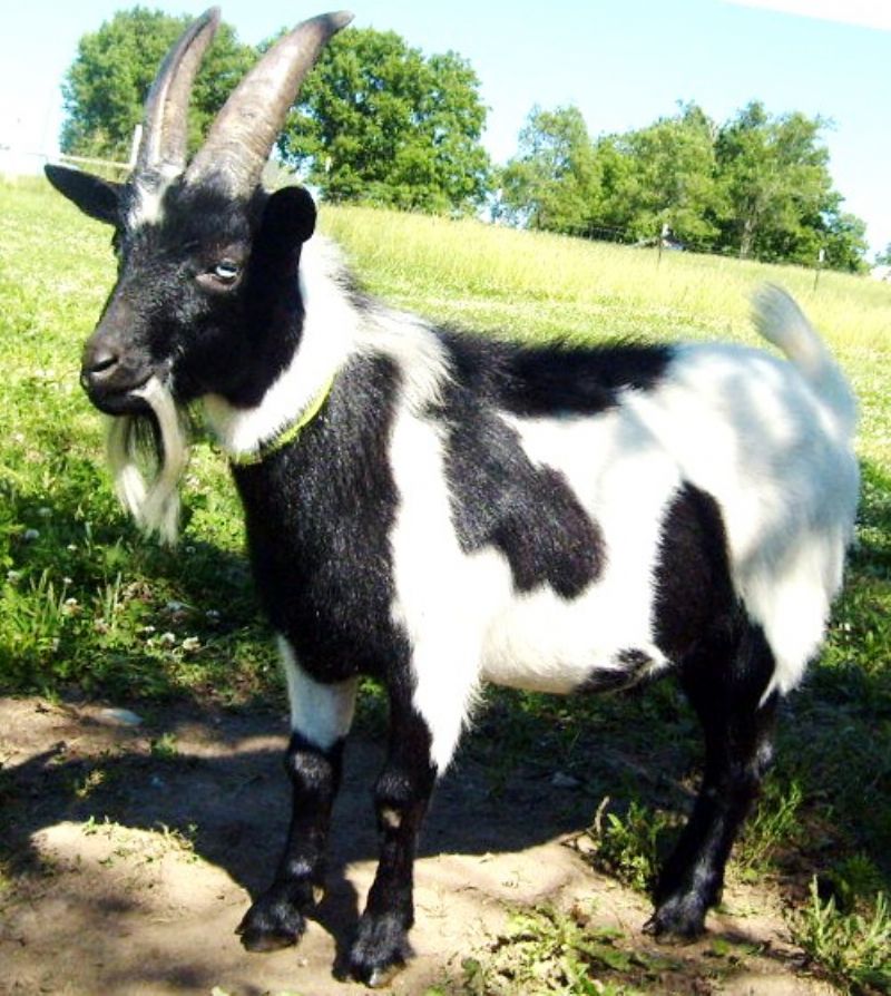 Flash - Nigerian Dwarf Goat Buck