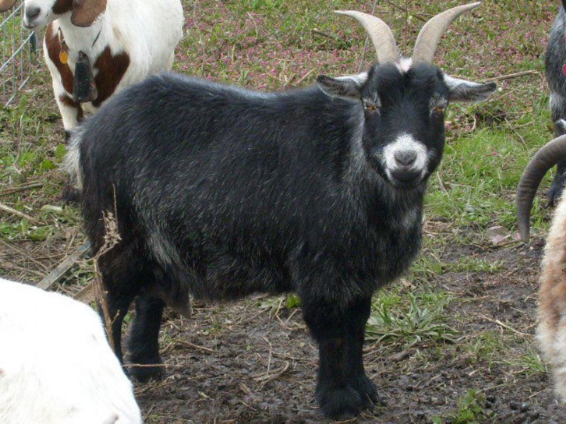Individual Record at Dreamer's Farm Individual Record at Dreamer's Farm