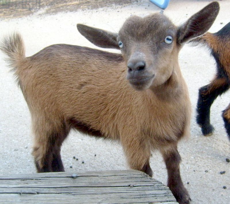 Lilac - Nigerian Dwarf Goat Doe