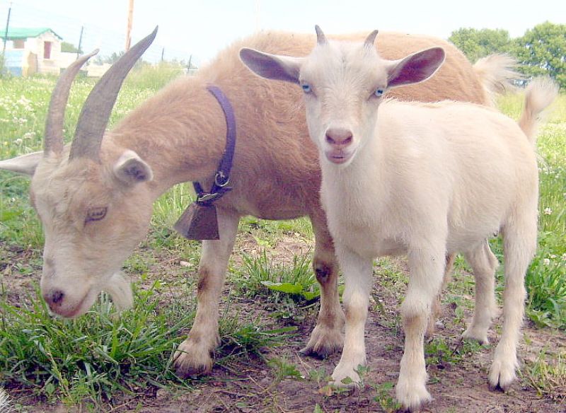 Gingersnap - Nigerian Dwarf Goat Doe