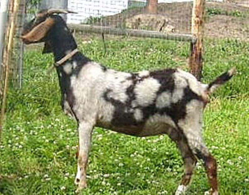 Spottie - Boer Goat Percentage Doe