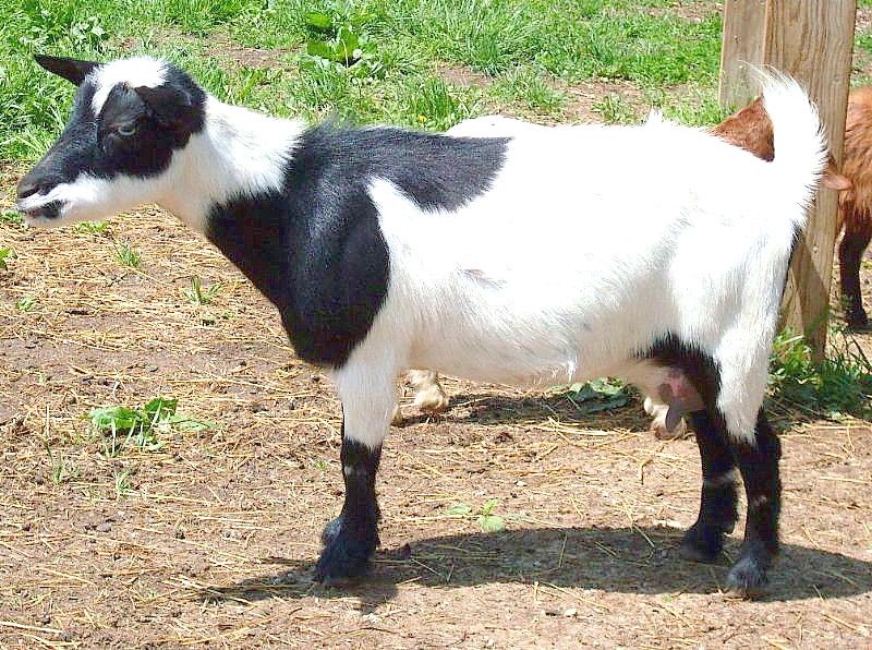 Pedals - Nigerian Dwarf Goat Doe